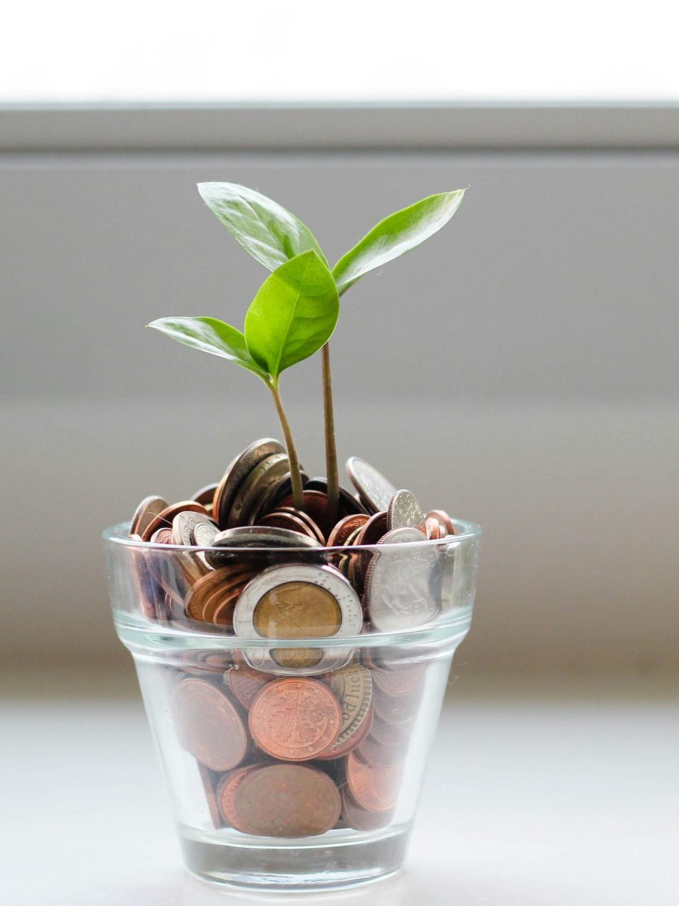 Glass full of coins, plant growing inside.